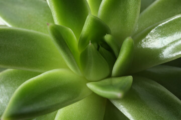 Obraz premium Beautiful echeveria as background, closeup. Succulent plant