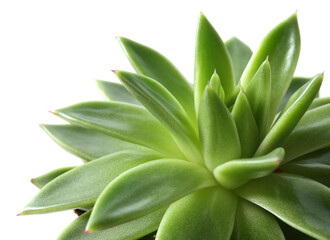 Beautiful echeveria on white background, closeup. Succulent plant