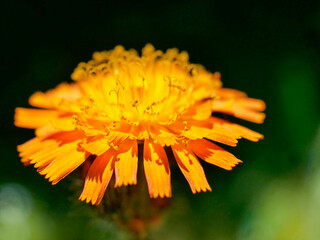 Flower with yellow and orange petals. Macro shot in bright sunlight. Selective focus with blur.