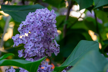 Syrenblommor