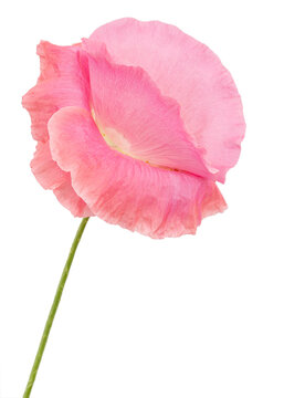 Flower of rose poppy, lat. Papaver, isolated on white background