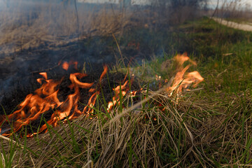 Close up shot of burning reeds. Nature fire landscape. Devastation of wildlife, human influence on planet. Air pollution, hot and dry climate, environment, Earth saving concept