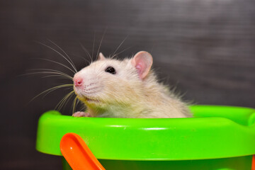 A grey house rat sits in a green bucket on a dark background