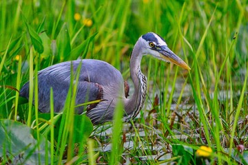 great blue heron