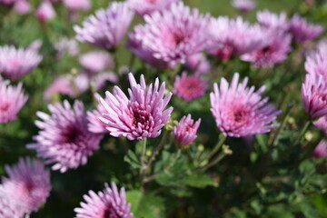 食用菊 郷土料理食材