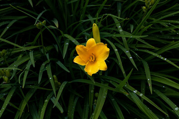yellow daffodil flower with dew drops