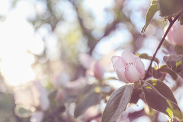 Closeup view of beautiful blossoming quince tree outdoors on spring day