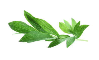 Fototapeta premium Fresh leaves of peony plant isolated on white
