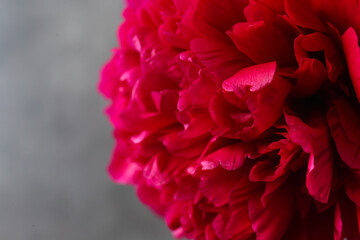 Beautiful red peony on grey background, closeup