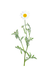 Blooming chamomile isolated on white. Beautiful flower