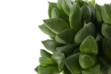 Beautiful echeveria on white background, closeup. Succulent plant