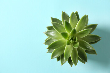 Fototapeta premium Beautiful echeveria on light blue background, top view with space for text. Succulent plant