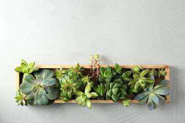 Many different echeverias in wooden tray on light grey background, top view with space for text. Succulent plants