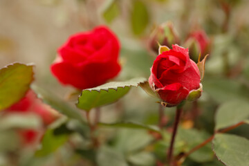 Fototapeta premium Closeup view of beautiful blooming red rose bush outdoors