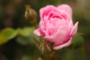 Closeup view of beautiful blooming pink rose bush outdoors. Space for text