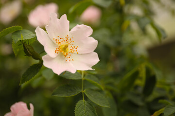 Closeup view of beautiful blooming briar rose bush outdoors. Space for text