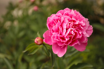 Beautiful blooming pink peony outdoors, closeup. Space for text