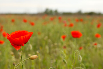 Naklejka premium Beautiful red poppy flower growing in field, closeup