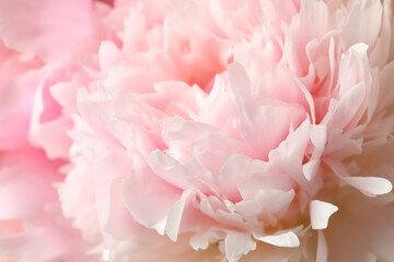 Beautiful blooming pink peony as background, closeup