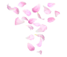 Set of flying fresh peony petals on white background
