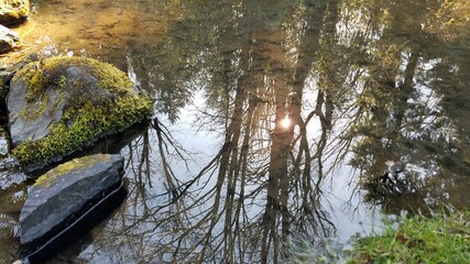 Clear water reflection on a river in forest