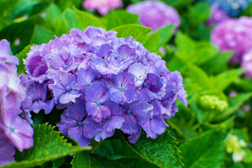 雨の雫とアジサイの花