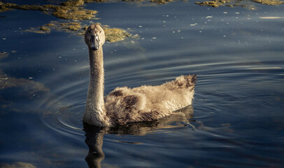 A Brand New Baby Cygnet Swan With Tiny Miniature Wings In Kettering