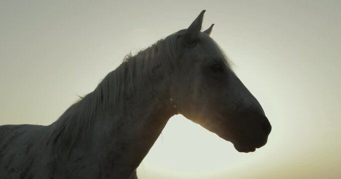 Low angle close--up of horse against sky during sunrise - Camargue, France