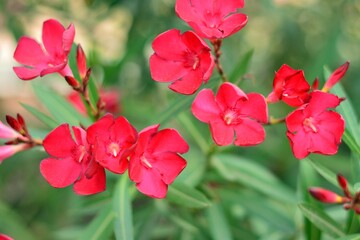 Flores rojas de adelfa, nerium oleander, en un jardín