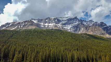 Obraz premium Forest in the Rocky Mountains with dense trees
