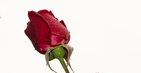 Closeup shot of a red rose with waterdrops on it under the lights isolated on a white background