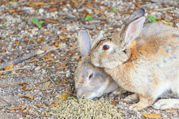 Fototapeta premium 大久野島のうさぎ 広島県竹原市 Rabbits Okunojima Island Hiroshima Takehara city