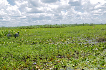 Chaj&aacute; en el Iber&aacute;. Corrientes, Argentina