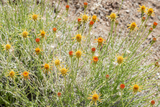 Cooper's dyssodia glandweed (Adenophyllum cooperi) is a subsrub with orange buds and yellow flowers.