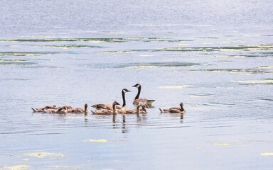 Canada Geese and their young are swimming in a lake