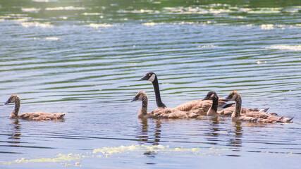 Canada Geese and their young are swimming in a lake