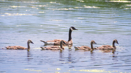Canada Geese and their young are swimming in a lake