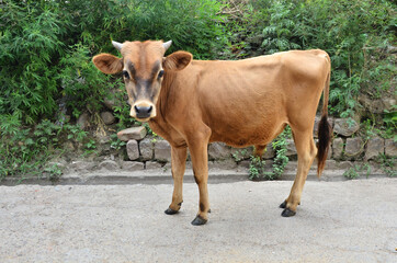Calf Grazing In A Ground Field