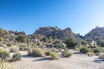 Desert Landscape of Mountains and Trees in Joshua Tree National Park California 