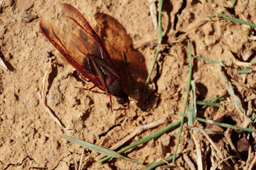 Chicatanas. Traditional food from Oaxaca. Mexican food. Ants with wings