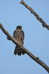 A closeup of Merlin perching on the branch.   Vancouver BC Canada
