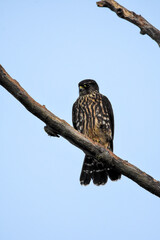 A closeup of Merlin perching on the branch.   Vancouver BC Canada

