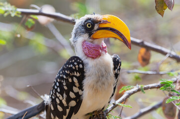 A Portrait Of A Hornbill Sitting In A Tree