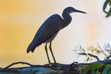 A Water Bird Silhouetted Against A Colorful Sky