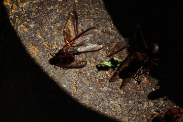 Chicatanas. Mexican food. Traditional food from Oaxaca. Ants with wings.