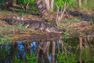 A Large Saltwater Crocodile On The Bank Of A River