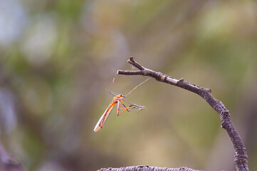 A Wasp Hanging Off The Branch Of A Tree