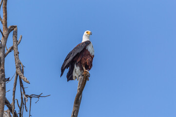 A Sea Eagle Standing On The Top Of A Dead Tree Looking For Prey