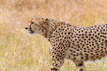 Close-Up Shot Of A Cheetah Walking Towards Prey