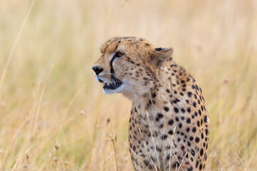 Fototapeta na wymiar Close-Up Shot Of A Cheetah Staring At Prey